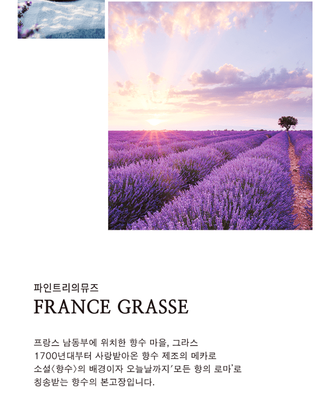 [JC PINETREE] Perfume Shampoo 500ml (La Tulipe) - Palace Beauty