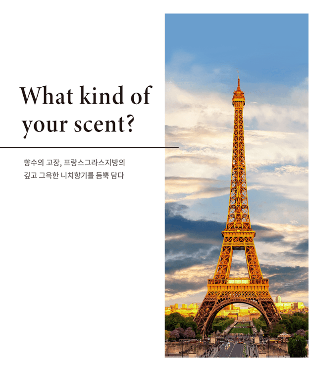 [JC PINETREE] Perfume Shampoo 500ml (La Tulipe) - Palace Beauty