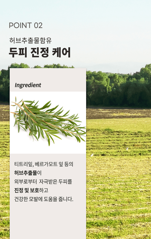 [JC PINETREE] Perfume Shampoo 500ml (La Tulipe) - Palace Beauty