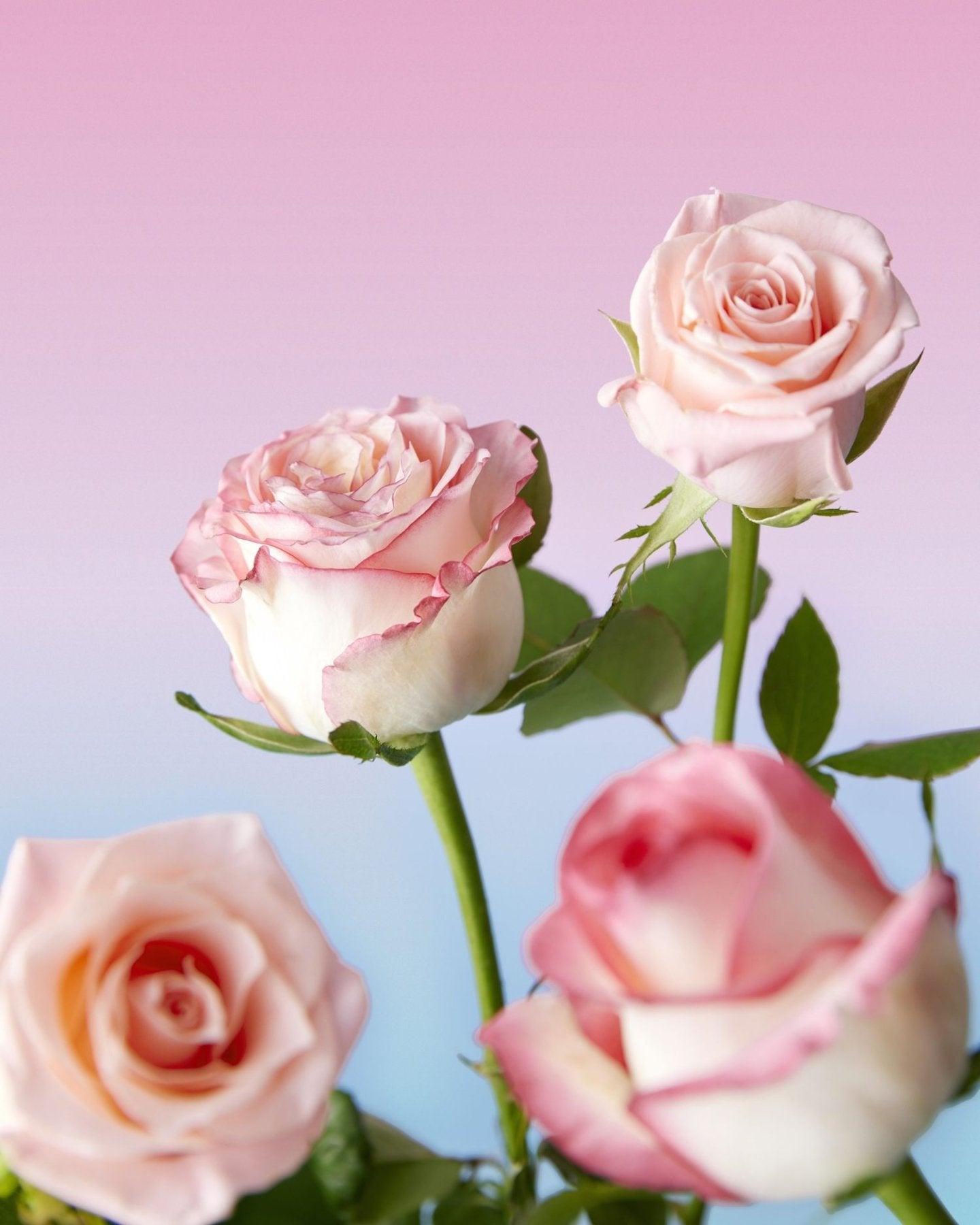[TFS] The Face Shop PERFUME THE ROSE BODY PEELING MIST - Palace Beauty